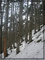 2011-03-08 08-12-07-黑森林踏雪行.JPG